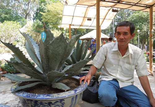 Xương rồng “độc” đón xuân giữa Sài thành - 4