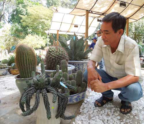 Xương rồng “độc” đón xuân giữa Sài thành - 6