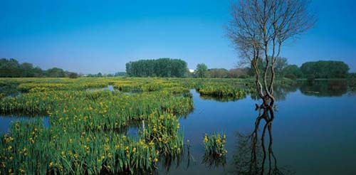 Miên man sắc xanh êm đềm ‘xứ sở bò tót’ - 2