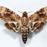 Phi thường - kỳ quặc - Phát hiện gây sốc: Bướm Thần chết "biết nói"