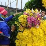Thị trường - Tiêu dùng - Bán hoa sang Trung Quốc: Tiềm ẩn rủi ro