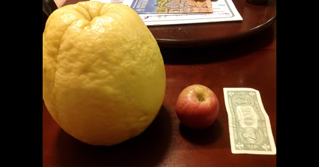 Khi thăm vườn của gia đình hàng xóm, một người dân tại Mỹ thấy quả chanh có kích cỡ gấp nhiều lần quả táo và gấp 3 lần một quả chanh thường thấy.