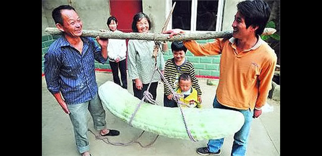 Quả dưa chuột lập kỷ lục Guinness dài hơn 170 cm và nặng 70 kg của anh nông dân Akele Hi sinh sống tại Trung Quốc.