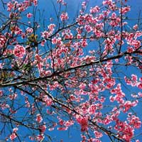 Du lịch - Ngắm mai anh đào "nhuộm" hồng Đà Lạt