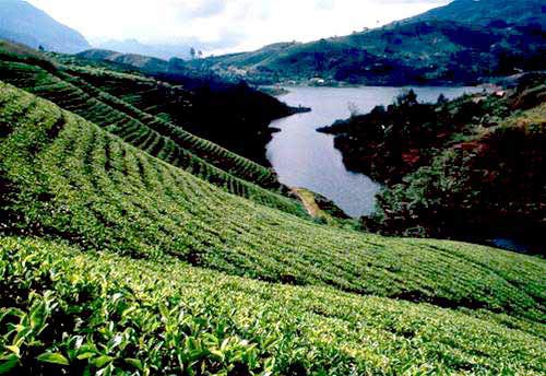 Sri Lanka: giọt lệ tươi xanh vùng Nam Á - 1