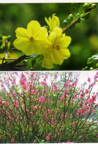 Biểu tượng quen thuộc của Tết Việt - 7