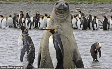 12 “kẻ phá đám” kỳ lạ - 8