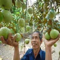 Tin tức trong ngày - Vú sữa "thắng" lớn nhờ chín đúng dịp Tết