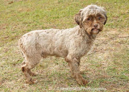 Mỹ: Xôn xao ảnh chó giống người - 2