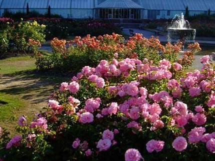 6 loại hoa Tết có công dụng trị bệnh - 4