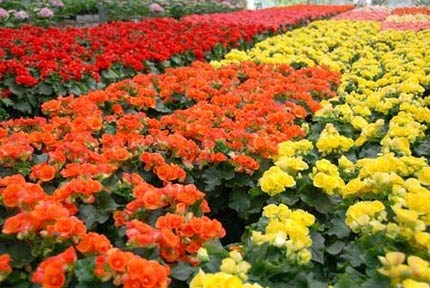 6 loại hoa Tết có công dụng trị bệnh - 5