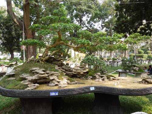 Ngắm cây rừng trong sách đỏ giữa Sài thành - 4