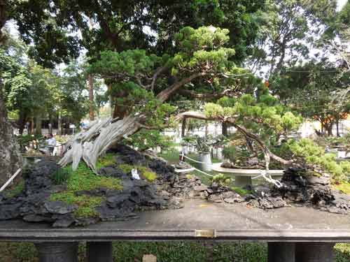 Ngắm cây rừng trong sách đỏ giữa Sài thành - 2