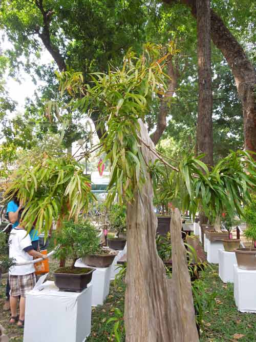 Ngắm cây rừng trong sách đỏ giữa Sài thành - 5