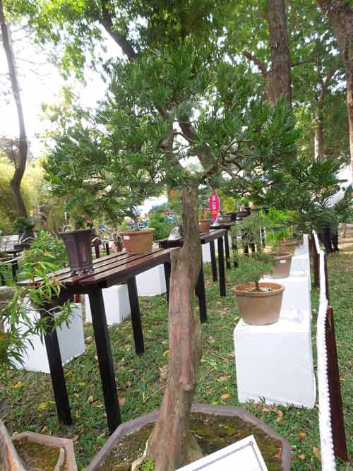 Ngắm cây rừng trong sách đỏ giữa Sài thành - 6