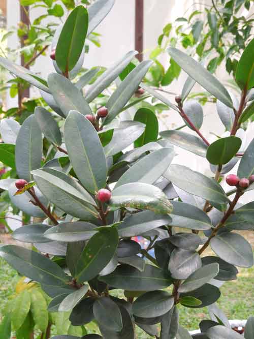 Ngắm cây rừng trong sách đỏ giữa Sài thành - 7