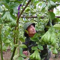 Thị trường - Tiêu dùng - Dân no đủ nhờ... phật thủ