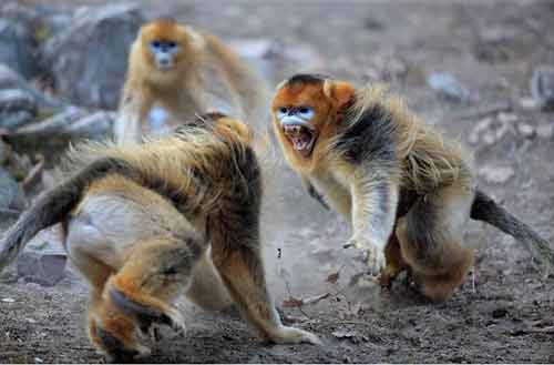 Chùm ảnh khỉ "mũi tẹt" kỳ lạ - 2