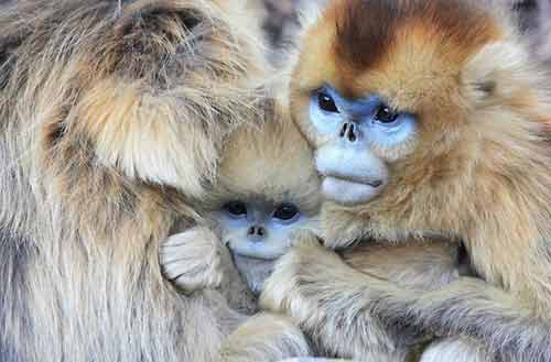 Chùm ảnh khỉ "mũi tẹt" kỳ lạ - 3