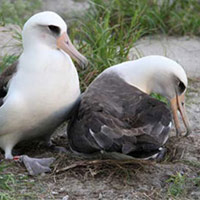 Phi thường - kỳ quặc - Bất ngờ về "cụ" chim già nhất thế giới