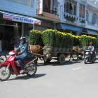 Tin tức trong ngày - Bò kéo xe hoa bỏ chạy, húc 3 người bị thương