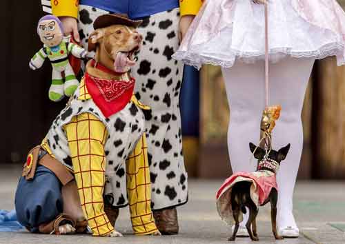 Ảnh đẹp: Ốc sên đối đầu với sâu bướm - 10