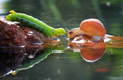 Ảnh đẹp: Ốc sên đối đầu với sâu bướm - 2