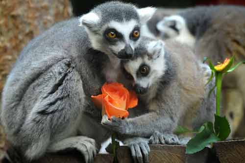 Ảnh đẹp: Ốc sên đối đầu với sâu bướm - 5