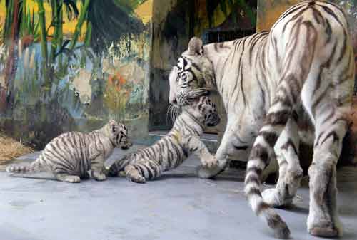 Ảnh đẹp: Ốc sên đối đầu với sâu bướm - 8