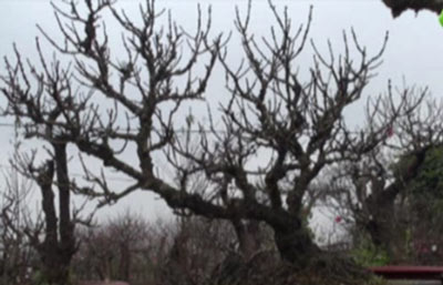 Những kỷ lục "độc" trong dịp Tết - 4