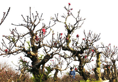 Những kỷ lục "độc" trong dịp Tết - 3