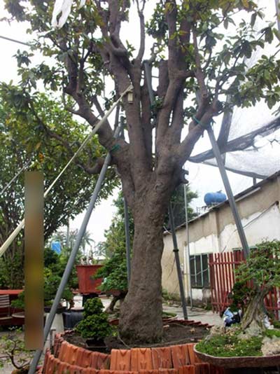 Những kỷ lục "độc" trong dịp Tết - 2