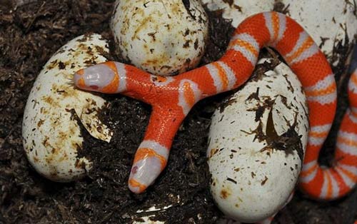 Rợn người xem rắn hai đầu - 3