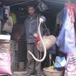 Tin tức trong ngày - &quot;Vua săn rắn độc&quot; đất Hà thành