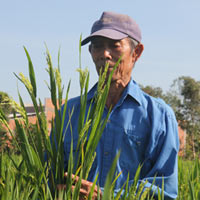 Thị trường - Tiêu dùng - Người Trung Quốc thuê đất trồng “lúa lạ”