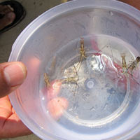 Thị trường - Tiêu dùng - Ngư dân nhận “lộc” tôm hùm giống