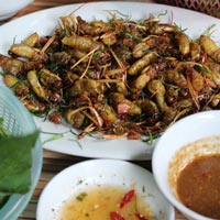 Ẩm thực - Nhộng ve - Món lạ đất Côn Sơn