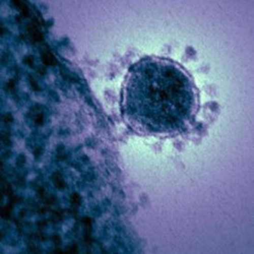 WHO cảnh báo virus giống SARS - 1