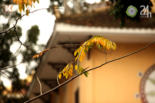 HN: Phố phường rực rỡ sắc vàng lá sưa đỏ - 5