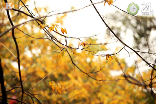 HN: Phố phường rực rỡ sắc vàng lá sưa đỏ - 6