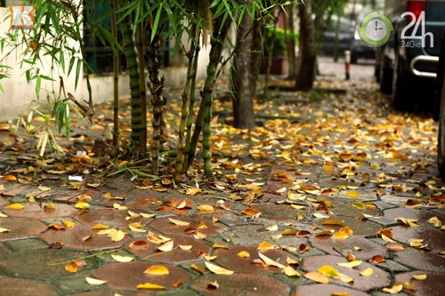 HN: Phố phường rực rỡ sắc vàng lá sưa đỏ - 10