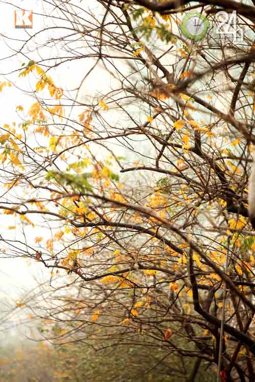 HN: Phố phường rực rỡ sắc vàng lá sưa đỏ - 9