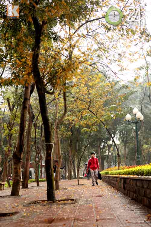 HN: Phố phường rực rỡ sắc vàng lá sưa đỏ - 11
