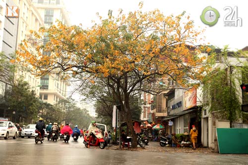 HN: Phố phường rực rỡ sắc vàng lá sưa đỏ - 2