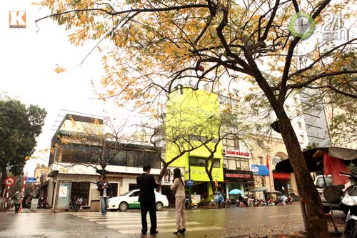 HN: Phố phường rực rỡ sắc vàng lá sưa đỏ - 4