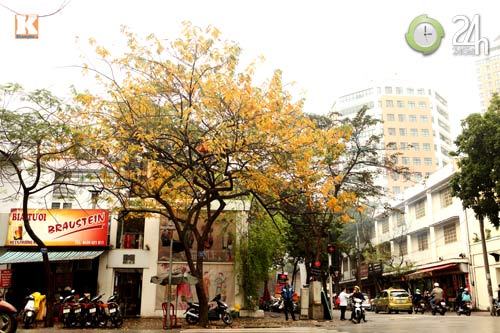 HN: Phố phường rực rỡ sắc vàng lá sưa đỏ - 3
