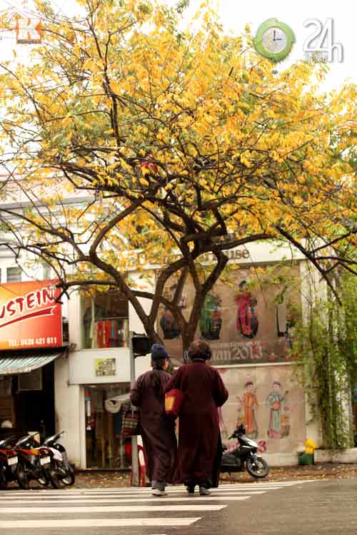 HN: Phố phường rực rỡ sắc vàng lá sưa đỏ - 7