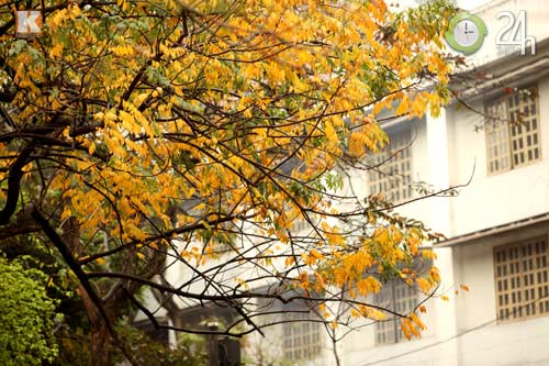 HN: Phố phường rực rỡ sắc vàng lá sưa đỏ - 13