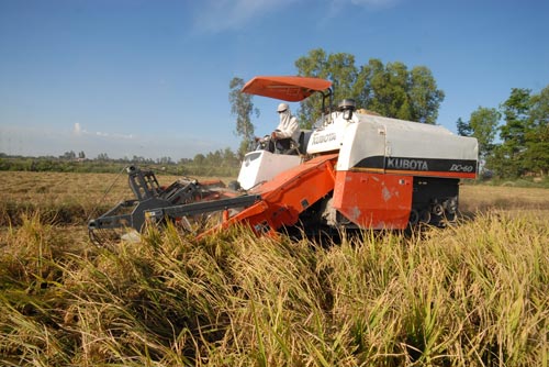 Ngắm mùa vàng bội thu ở miền Tây - 2