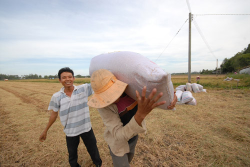 Ngắm mùa vàng bội thu ở miền Tây - 9